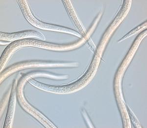 100 mil. Steinernema carpocapsae & Heterorhabditis bacteriophora nematodes